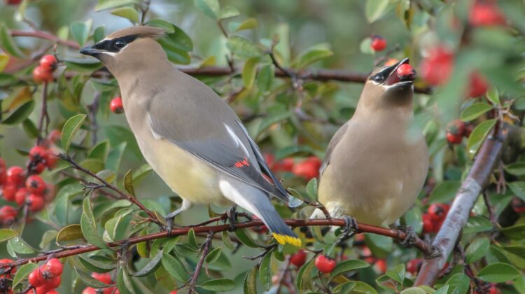 cedar waxwings | migration by miho kinnas