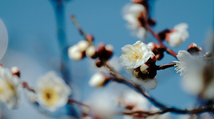 Haiku: Sometimes Spring