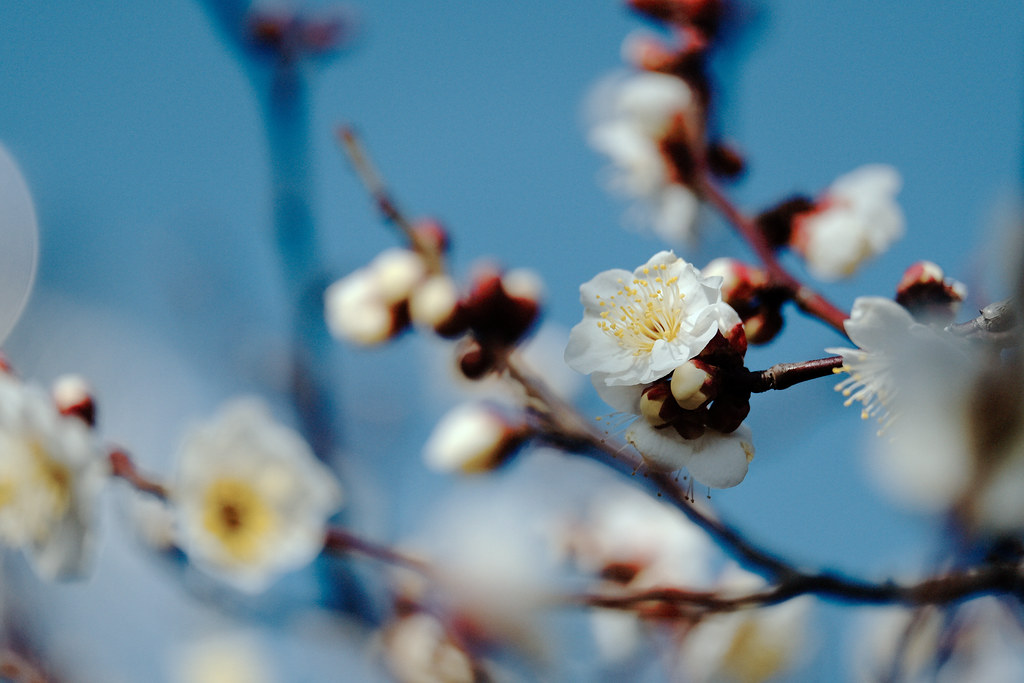 Haiku: Sometimes Spring