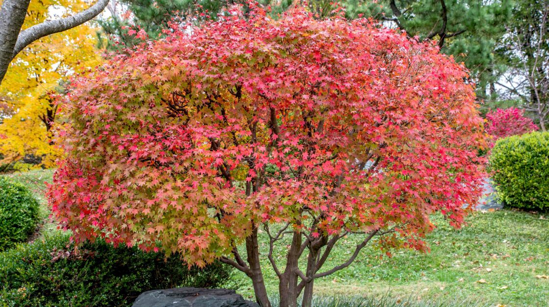 japanese maple